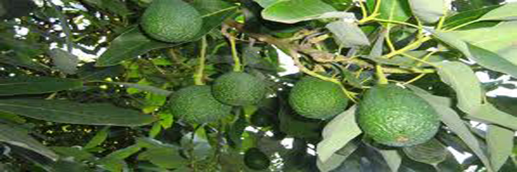 avos avocados